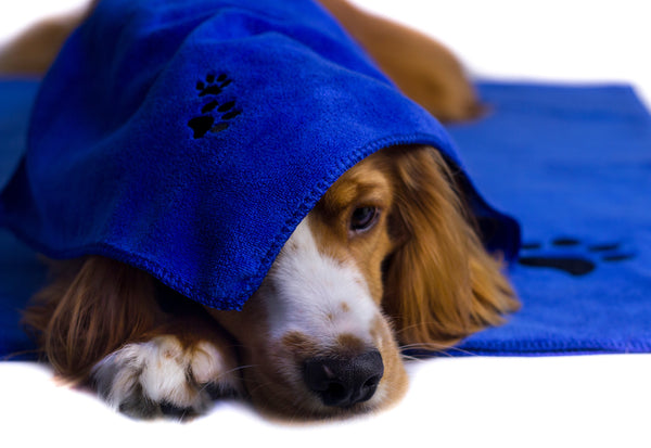 XL Premium Microfibre Pet Dog Towel Set - 150x80cm & 40x30cm : Super Absorbent - Quick Drying - Extra Soft