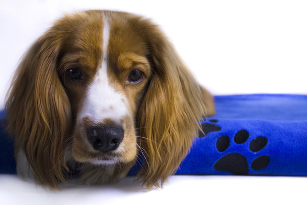 XL Premium Microfibre Pet Dog Towel Set - 150x80cm & 40x30cm : Super Absorbent - Quick Drying - Extra Soft