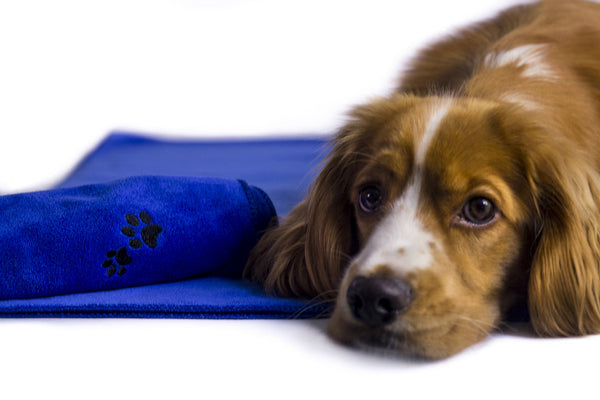 XL Premium Microfibre Pet Dog Towel Set - 150x80cm & 40x30cm : Super Absorbent - Quick Drying - Extra Soft