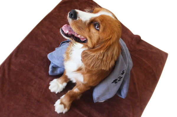 Premium Microfibre Pet Dog Towels - Pack of 2-100x70cm - 400GSM : Super Absorbent - Quick Drying - Extra Soft
